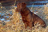 DOG 18 LS0014 01
Chesapeake Bay Retriever Sitting In Dry Grass