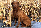 DOG 18 LS0015 01
Chesapeake Bay Retriever Sitting On Ice In Reeds