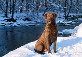 DOG 18 LS0017 01
Chesapeake Bay Retriever Sitting On Snow By River In Woods