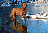 DOG 18 LS0020 01
Chesapeake Bay Retriever Standing In River In Winter