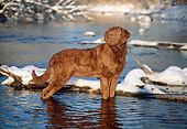 DOG 18 LS0021 01
Chesapeake Bay Retriever Standing In River In Winter