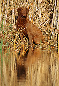 DOG 18 LS0022 01
Chesapeake Bay Retriever Sitting In Dry Grass At Edge Of Marsh