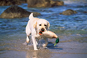 DOG 18 LS0024 01
Yellow Labrador Retriever Retrieving Training Duck From Ocean