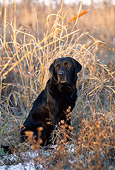 DOG 18 LS0028 01
Black Labrador Retriever Sitting Amongst Reeds In Field