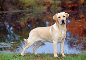DOG 18 LS0029 01
Yellow Labrador Retriever Standing In Field By Pond