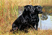 DOG 18 LS0030 01
Black Labrador Retrievers Sitting In Field By Pond