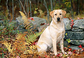 DOG 18 LS0031 01
Yellow Labrador Retriever Sitting In Fallen Leaves By Stone Wall