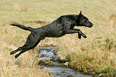 DOG 18 NR0004 01
Black Labrador Retriever