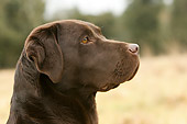 DOG 18 NR0029 01
Chocolate Labrador Retriever
