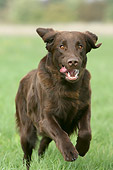 DOG 18 NR0031 01
Flat-Coated Retriever