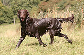 DOG 18 NR0032 01
Flat-Coated Retriever