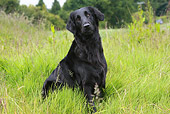 DOG 18 NR0043 01
Black Labrador Retriever Sitting In Field