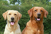 DOG 18 NR0045 01
Two Yellow Labrador Retrievers Sitting Near Trees Close-Up