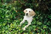 DOG 18 RC0001 01
Yellow Labrador Retriever Puppy Laying In Ivy