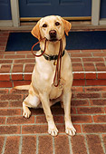 DOG 18 RK0008 02
Yellow Labrador Sitting With Leash In Mouth On Front Porch