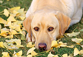 DOG 18 RK0013 14
Head Shot Of Yellow Labrador Retriever Laying On Grass With Yellow Leaves