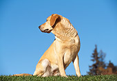 DOG 18 RK0018 05
Yellow Labrador Retriever Sitting On Grass By Trees Blue Sky