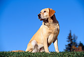 DOG 18 RK0018 06
Yellow Labrador Retriever Sitting On Grass By Trees Blue Sky