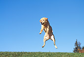 DOG 18 RK0020 23
Yellow Labrador Leaping By Trees Blue Sky