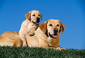 DOG 18 RK0023 22
Yellow Labrador Puppy Laying On Top Of Mother On Grass Blue Sky