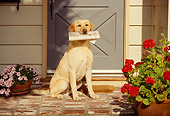 DOG 18 RK0037 08
Yellow Labrador Retriever Sitting By House Holding Newspaper In Mouth