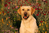 DOG 18 RK0038 20
Head Shot Of Yellow Labrador Retriever Sitting In Flower Garden