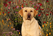 DOG 18 RK0038 21
Head Shot Of Yellow Labrador Retriever Sitting In Flower Garden