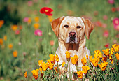 DOG 18 RK0057 01
Head Shot Of Yellow Labrador Retriever Sitting Among Flowers