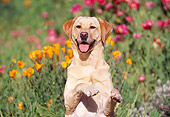 DOG 18 RK0058 02
Yellow Labrador Retriever  Standing On Hind Feet Paws Up In Flower Garden