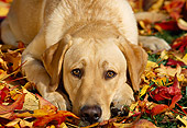 DOG 18 RK0074 15
Head Shot Of Yellow Labrador Retriever Laying On Fall Leaves Facing Camera