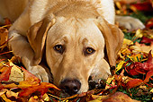 DOG 18 RK0074 16
Head Shot Of Yellow Labrador Retriever Laying On Fall Leaves Facing Camera