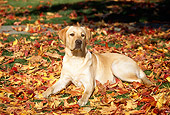 DOG 18 RK0075 03
Yellow Labrador Retriever  Laying On Autumn Leaves