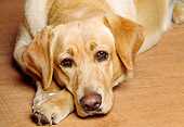 DOG 18 RK0083 03
Head Shot Of Yellow Labrador Retriever Laying On Floor