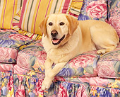 DOG 18 RK0088 04
Yellow Labrador Retriever Laying On Floral-Print Couch