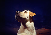 DOG 18 RK0092 03
Slanted Wide Angle Shoulder Shot Of Yellow Labrador Retriever Sitting Dark Sky