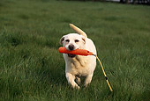 DOG 18 RK0100 04
Yellow Labrador Running On Grass With Rope In Mouth