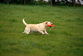 DOG 18 RK0121 06
Profile Shot Of Yellow Labrador Running On Grass With Toy In Mouth
