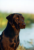 DOG 18 RK0169 02
Head Shot Of Black Labrador Sitting By Marsh