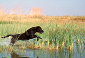 DOG 18 RK0177 02
Black Labrador Retriever Retrieving In Marsh