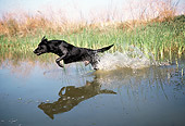 DOG 18 RK0177 05
Black Labrador Retriever Retrieving In Marsh