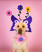 DOG 18 RK0192 02
Head Shot Of Yellow Labrador Retriever Wearing Humorous Hat