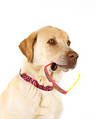 DOG 18 RK0197 01
Head Shot Of Yellow Labrador Retriever Sunglasses In Mouth Studio