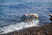 DOG 18 RK0201 08
Yellow Labrador Retriever Emerging From Water Holding Ball