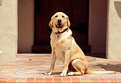 DOG 18 RK0210 03
Yellow Labrador Retriever Sitting By Front Door
