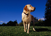 DOG 18 RK0214 03
Yellow Labrador Retriever Standing On Grass Trees Blue Sky