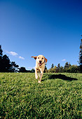 DOG 18 RK0216 07
Yellow Labrador Retriever Running On Grass Towards Camera Trees Blue Sky