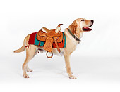 DOG 18 RK0219 03
Profile Shot Of Labrador Retriever With Saddle On Back White Seamless