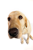 DOG 18 RK0226 01
Wide Angle Shot Of Labrador Retriever On White Seamless