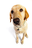 DOG 18 RK0227 01
Wide Angle Shot Of Labrador Retriever On White Seamless