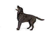 DOG 18 RK0240 01
Profile Of Black Labrador Retriever Standing On White Seamless